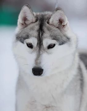 Photo of Windrunner Atomic Bubochka