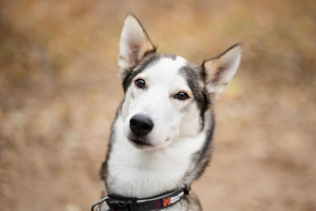 Photo of Happy Chugach