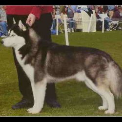 Photo of Kia’s Showin For The Gold