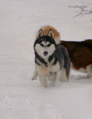 Photo of Densetsu Of Kailash Iceberry