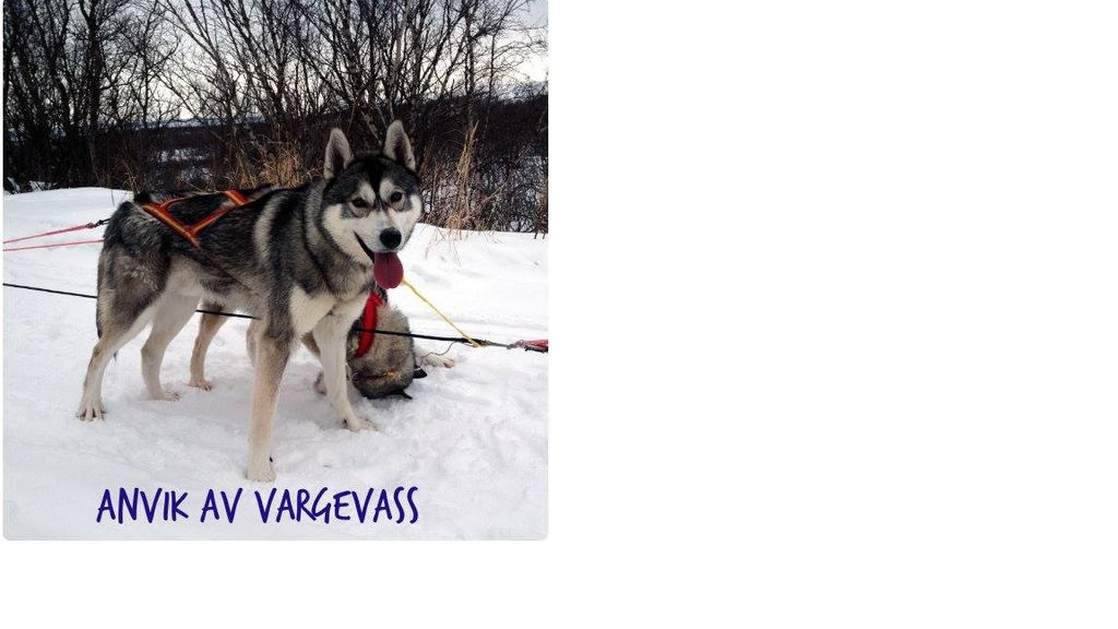 Photo of Anvik av Vargevass