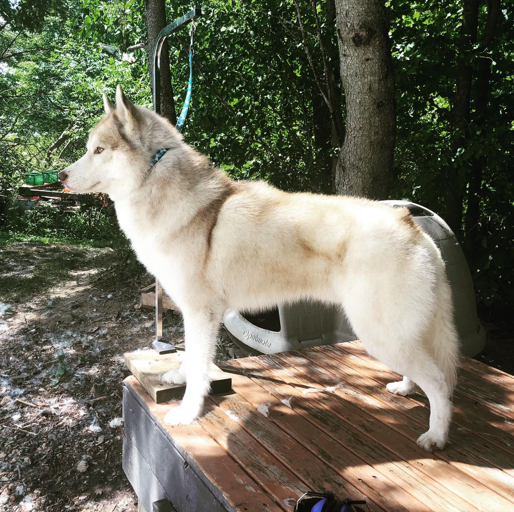 Photo of Chimini’s Orion, The Hunter