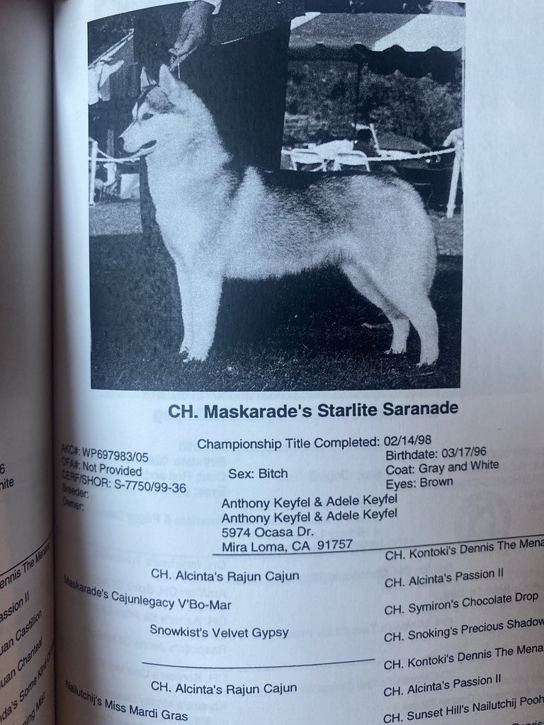 Photo of Maskarade’s Starlite Saranda