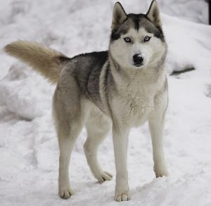 Photo of Centavra Nord Star S Goluboy Zvezdy