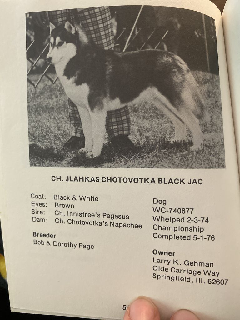 Photo of Jlahka’s Chotovotka Black Jac