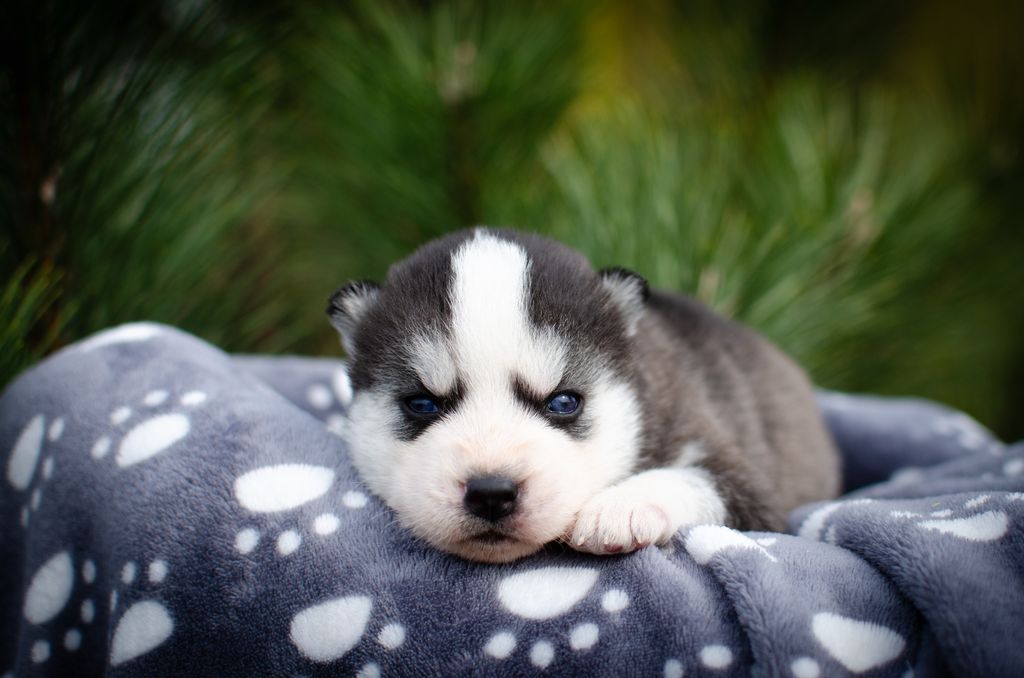 Photo of Wolf Leader Everlasting Love