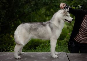 Photo of Olgivan Show Loving Memory Luttia