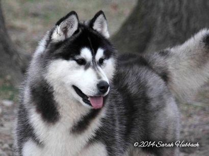 Photo of Karnovanda's Duke Lothair