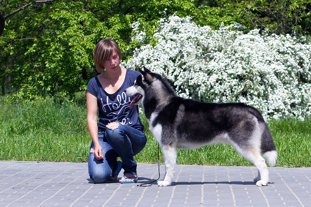 Photo of Siberian Miracle Jett Talisman