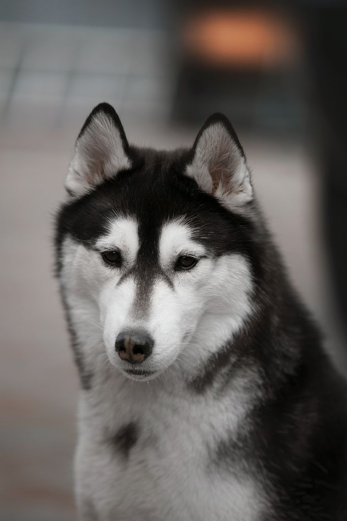 Photo of Sapphire Fehu Antracite Fox
