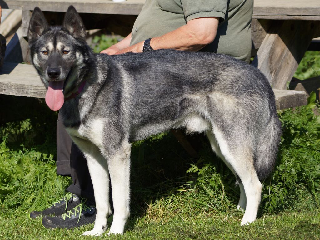 Photo of Finnemarka's Pushkin