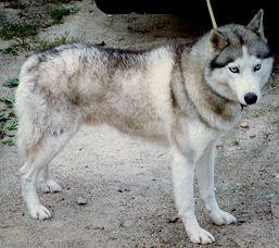 Photo of Nekanesu’s Scamp