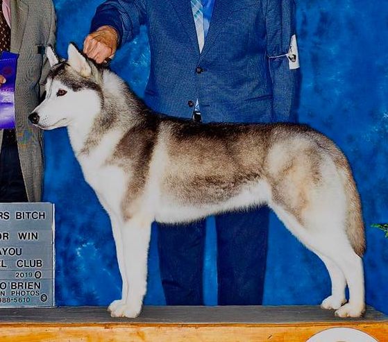 Photo of Sibernewf’s Stella By Starlight