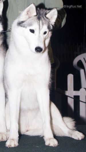 Photo of Husky Haven Augusta