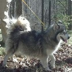 Photo of K9pines Kindred Spirit