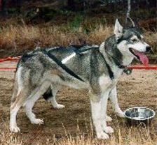 Photo of Snowtrack’s Ausi