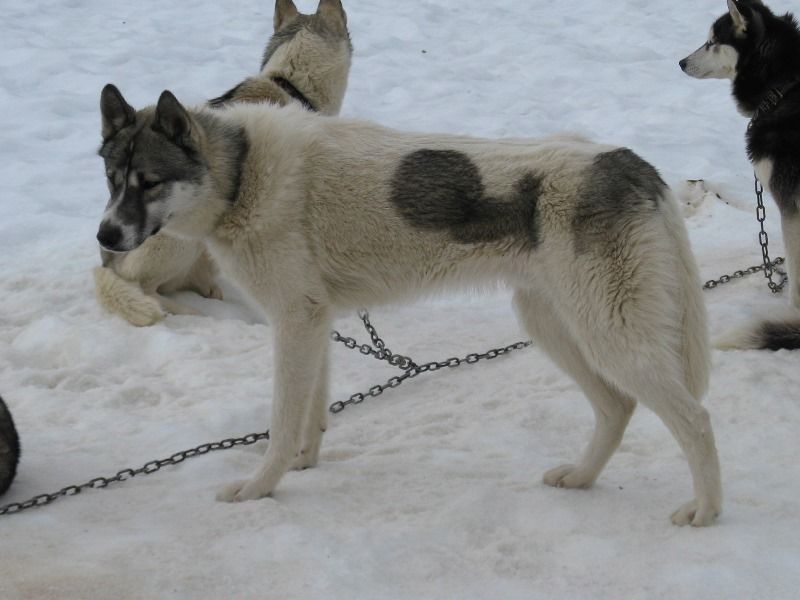 Photo of Hawk des P'tits Loups Vadrouilleurs