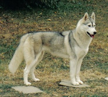Photo of Airwild’s Winds Daughter