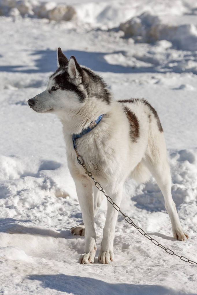 Photo of Indian Tribe Husky’s Alo