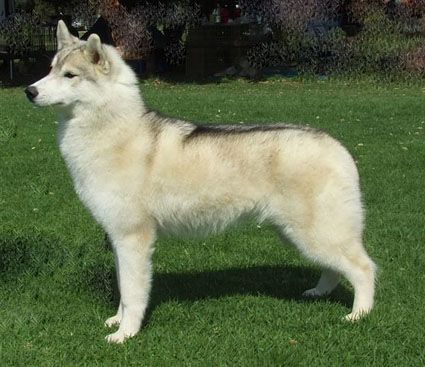 Photo of Kamchatka Starlight