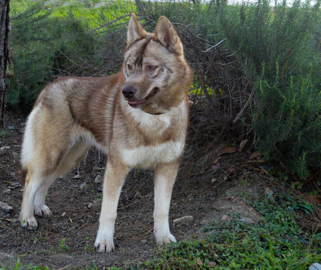 Photo of Savage Daughter (Romo)