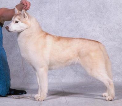 Photo of Shapali’s Intrigued By Shanda