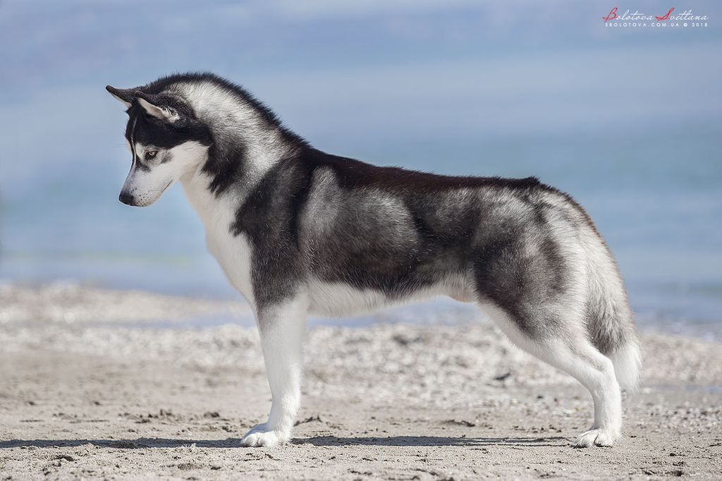 Photo of Antaus Star Snow Winner