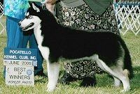 Photo of Nuggetuk Starwind's Zorra