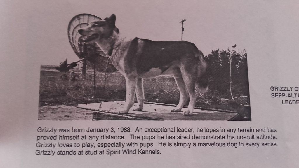 Photo of Grizzly Of Sepp-Alta