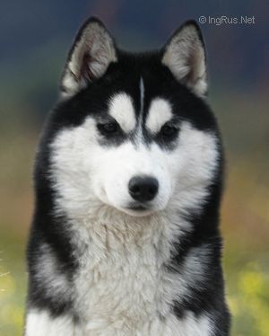 Photo of Husky Haven Europe Is In Midnight Magic