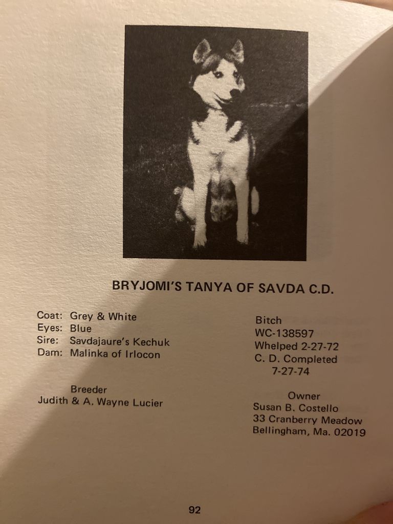 Photo of Bryjomi’s Tanya of Savda