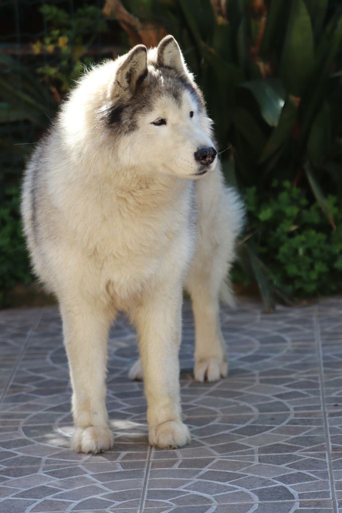 Photo of Shine Like A Star Of Nordica