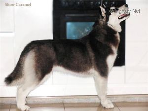 Photo of Show Caramel