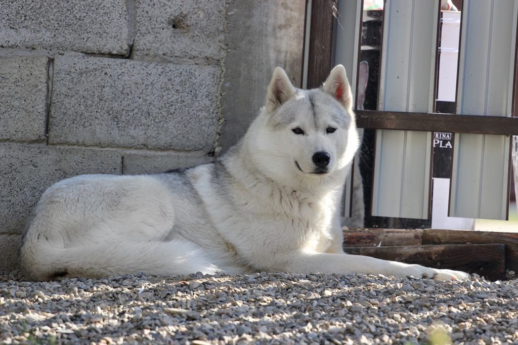 Photo of Siberian Trip Crown For Snow Image
