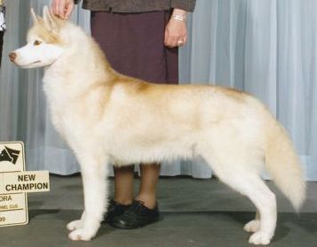 Photo of Bain’s Northern Crimson Pride