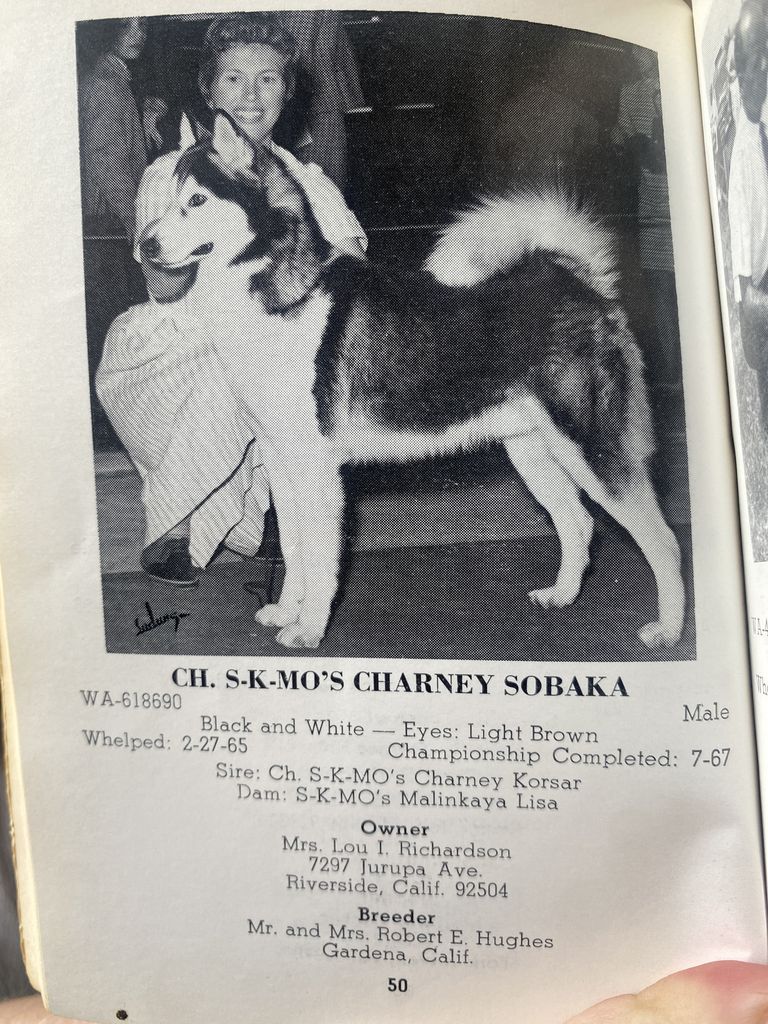 Photo of S-K-Mo's Charney Sobaka