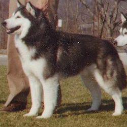 Photo of Innisfree’s Targhee