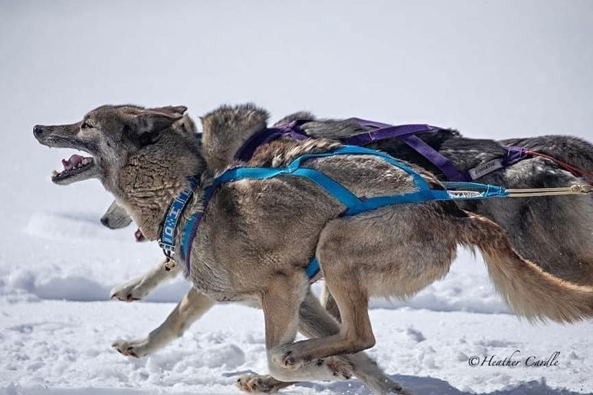 Photo of Howling Spirits Beafyre