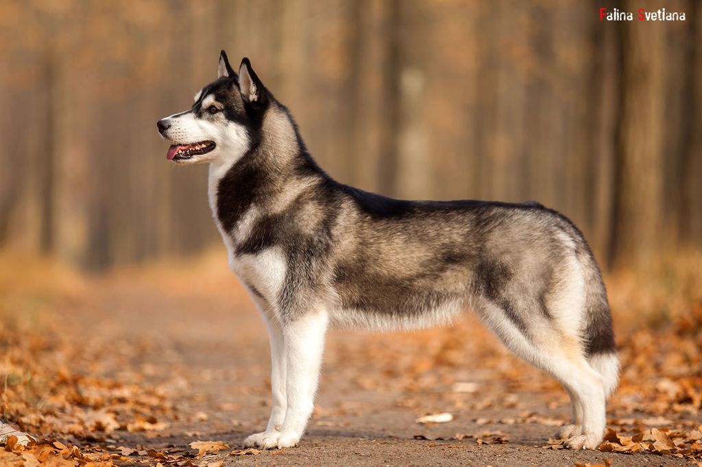 Photo of Siberian Miracle Prima Of My Soul