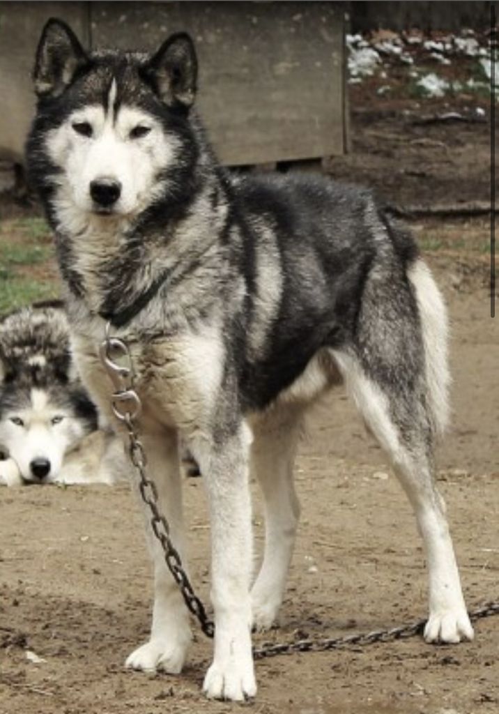 Photo of Kiana’s Diesel Of Aniscar