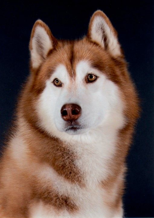 Photo of IAM Kaho’s Artic Bronze