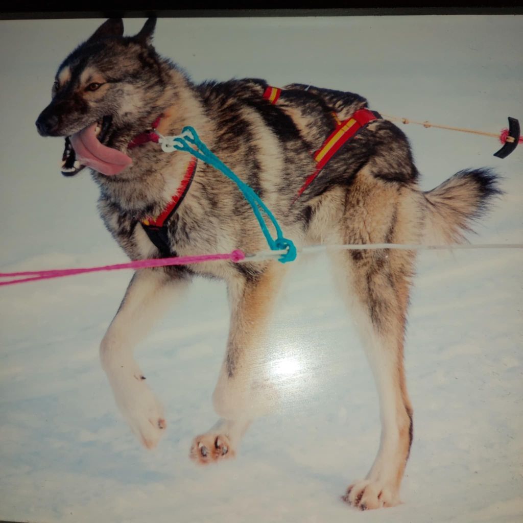 Photo of Fun Run Spirit Of Tex