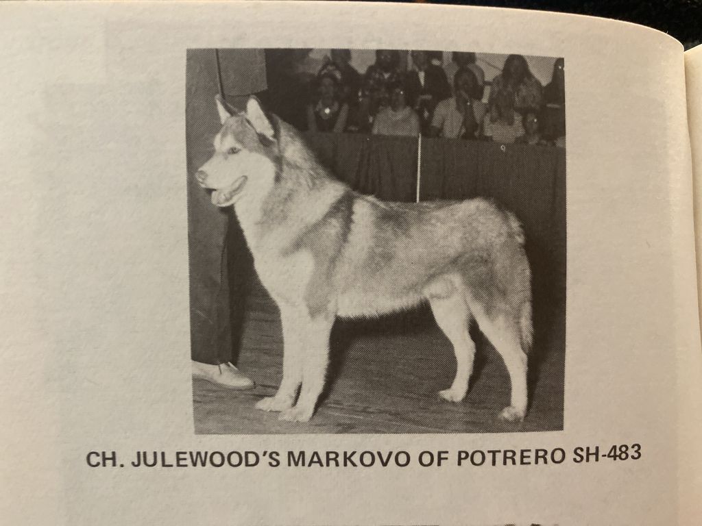 Photo of Julewood’s Markovo Of Potrero