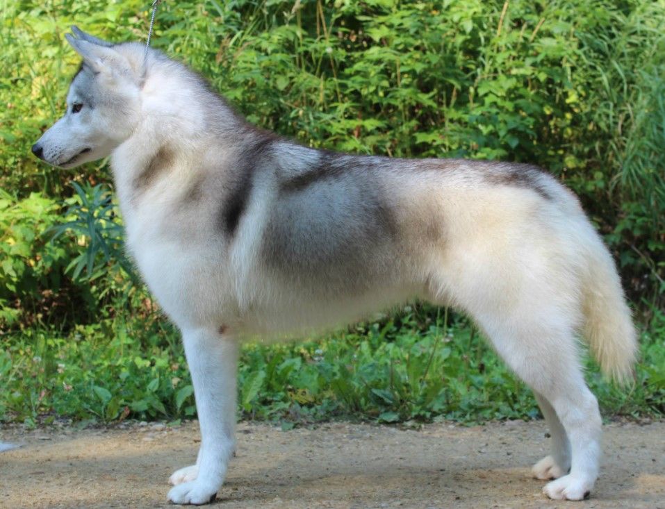 Photo of Nanook’s Song Of The Night