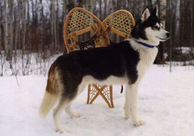 Photo of NorthWapiti’s Charlie