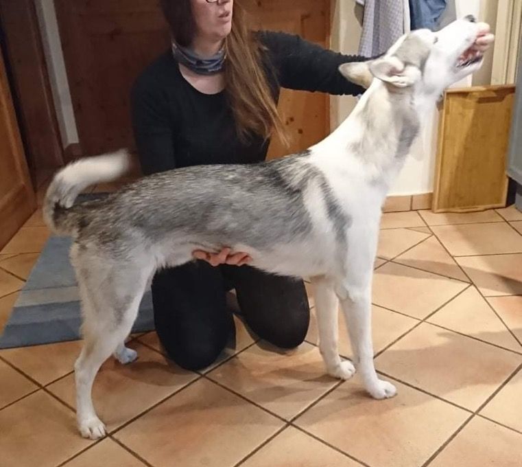 Photo of Diesel of Husky Auwinkel