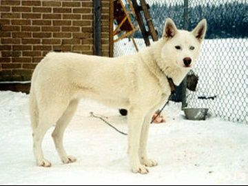 Photo of Arctic Soul Gramma