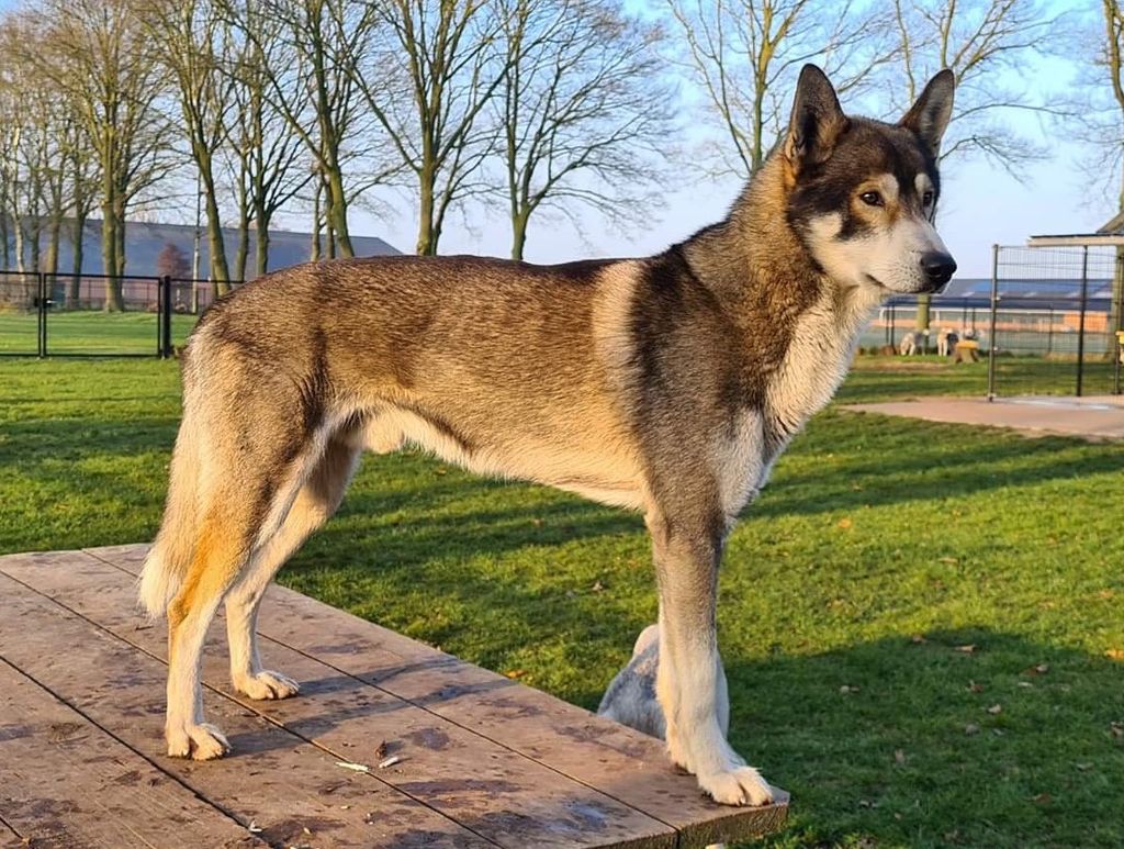 Photo of Trailhunters D’Timon