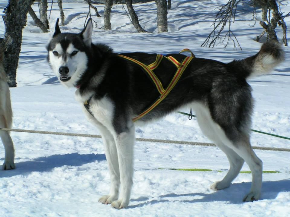 Photo of Tiny Of Nome