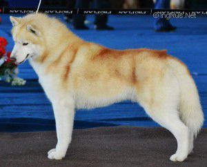 Photo of W-God’s Prince Of Winners Valley